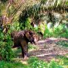 Hamed l’éléphant  : l’origine de son nom